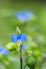 公園に咲く鮮やかな青色のツユクサ