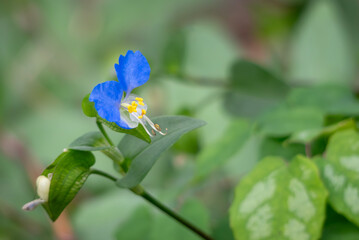 公園に咲く鮮やかな青色のツユクサ