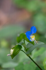 公園に咲く鮮やかな青色のツユクサ