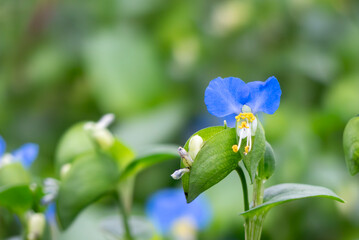 公園に咲く鮮やかな青色のツユクサ