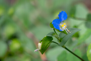 公園に咲く鮮やかな青色のツユクサ