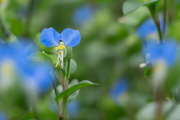 公園に咲く鮮やかな青色のツユクサ