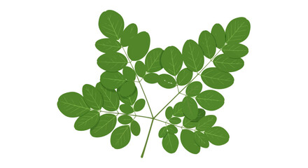 Fototapeta premium Aesthetic moringa oleifera leaves composition isolated on white background representing health and