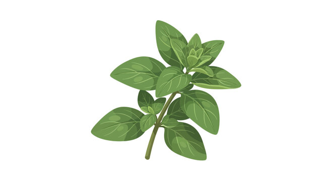 Elegant herb sprig illustration showcasing fresh oregano leaves on a pure white background