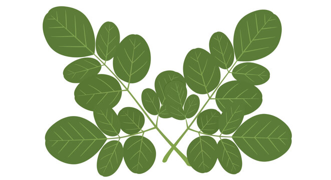 Moringa foliage illustration creates a natural, balanced botanical design element offering a