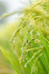 Young Rice Ears with Dew Drops