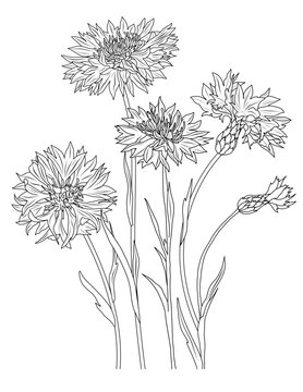 Cornflower coloring page