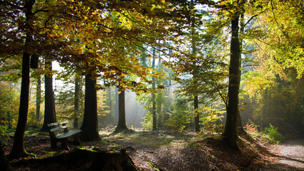 Autumn in the Odenwald, Germany © janvier