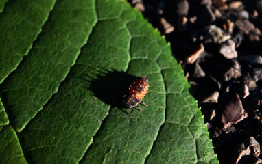 A small beetle on a green leaf, close-up macro photo