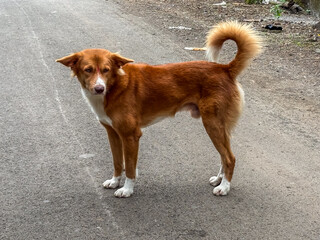 Indian street dog like a Nova Scotia Duck Tolling Retriever Dog breed