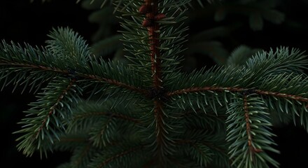 Close up of evergreen fir tree branches perfect for Christmas and winter holiday designs