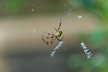 クモの巣に住むジョロウグモのマクロ写真