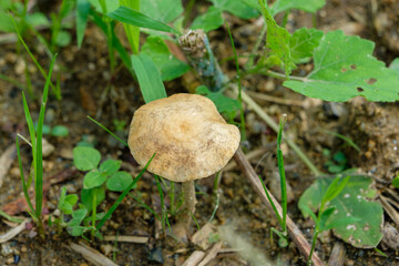 草むらに生える茶色いキノコのクローズアップ