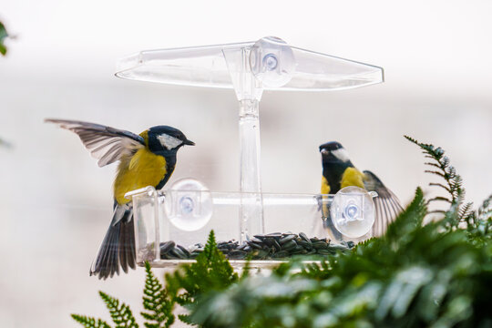 Titmouse tits are eating seeds from a bird feeder outside the window in autumn. Bird feeder on the window