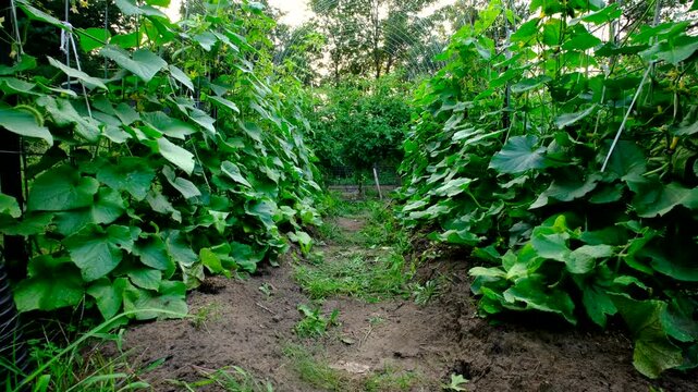 Moving camera up from ground level revealing young gherkin cucumber plants blooming while tangled to arch shaped trellis made from cattle panels