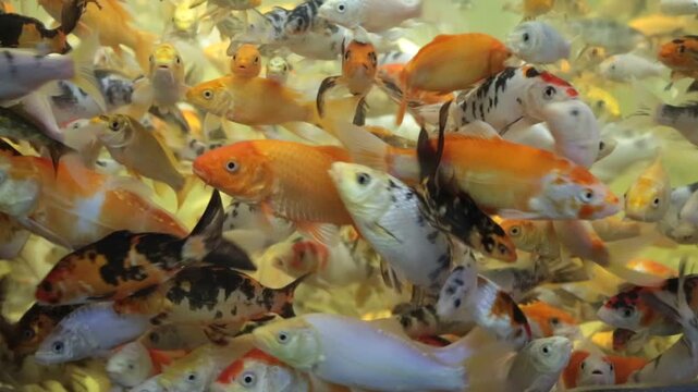 Many different beautiful fish swim in the aquarium against the background of the seabed. Marine life, exotic fish, subtropics.