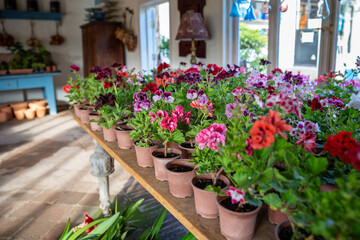 Many colorful blooming geranium flowers in pots placed on wooden table in small cozy local botanical shop. Variation of decorative potted houseplants on display, gardening store sell plants for home.