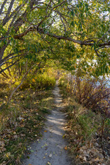 path in the woods
