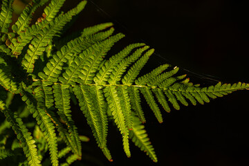 fern Leaf in Beautiful light