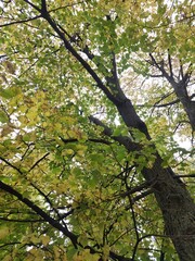Vibrant leaves transition to autumn colors in a serene forest scene captured beneath tree branches