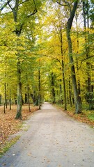 Fototapeta premium autumn