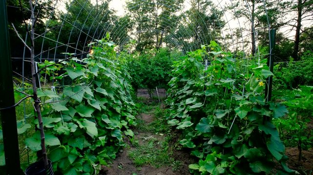 Arch shaped trellis full of young gherkin cucumbers blooming while tangled to cattle panels