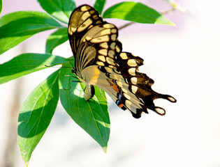 Giant swallowtail butterfly, Papilio cresphontes,  in laying egg position on a peony leaf