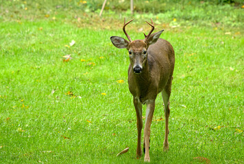 Young male white tailed deer, Odocoileus virginianus, face forward with uneven antlers
