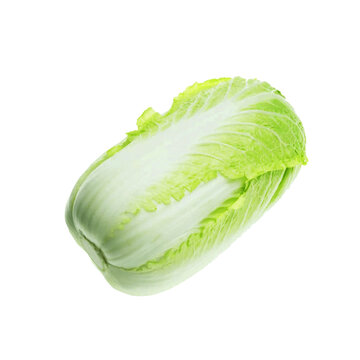 Fresh napa cabbage isolated on a black background showcasing its crisp green leaves and white core