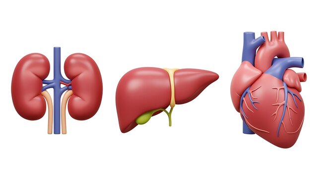 Realistic 3d renderings of human kidneys liver and heart organs