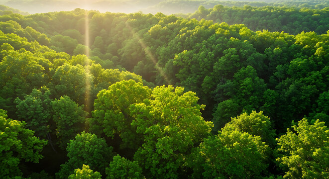 Wide aerial view looking down onto a dense, unbroken green forest canopy. Beams of sunlight penetrate through the leaves, creating visible light rays.