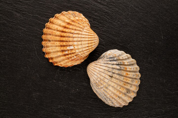 Seashells on slate stone, macro, top view.