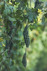 Obraz premium Bitter gourd or bitter melon,momordica charantia on vine plant