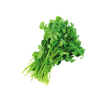A fresh bunch of vibrant green cilantro herbs with delicate leaves and stems against a stark black background