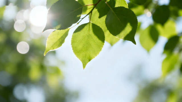 Sunlit green leaves on a branch - Powered by Adobe