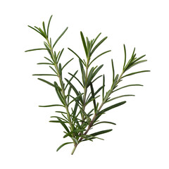 Fototapeta premium Fresh Rosemary Sprig Bundle Isolated on White