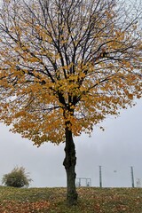 Fototapeta premium Autumn tree in the fog.