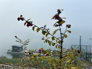 Water drop on a tree branch in the fog.