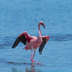 Beautiful Pink and White Lesser Flamingos (Phoeniconaias minor) Displaying their Beautiful Colours at Lake Nakuru Kenya with blue waters in the background
