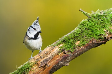 Crested Tit (Lophophanes cristatus) — perched on a dry moss-covered branch with autumn colors in the background, a common bird in the Czech Republic.