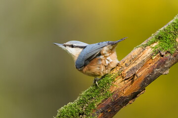 Eurasian Nuthatch (Sitta europaea) perched on a moss-covered dry branch. Autumn colors background. Common bird species in the Czech Republic