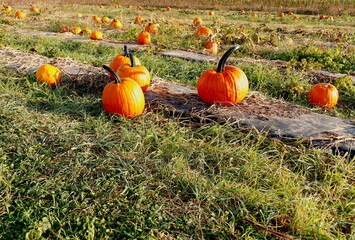 Late October pumpkin field