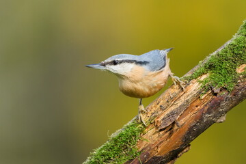 Eurasian Nuthatch (Sitta europaea) perched on a moss-covered dry branch. Autumn colors background. Common bird species in the Czech Republic