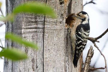 Lesser Spotted Woodpecker (Dryobates minor) female pecking a hole in a dry tree trunk — rare bird species in the Czech Republic