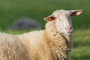 Domestic Sheep (Ovis aries) close portrait on sunny pasture.