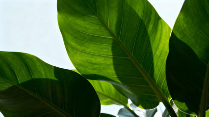Large green leaves in sunlight
