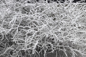 Frost‑covered branches creating intricate winter patterns