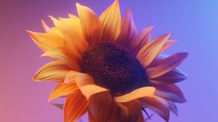 Sunflower Close-Up With Warm Orange and Yellow Petals Against a Gradient Purple Sky