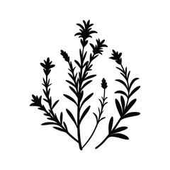 Rosemary Herb Silhouette Vector Illustration Aromatic Botanical Spice Artwork.