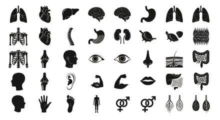 Human Body Organs and Anatomy Silhouette Icon Set for Medical and Educational Designs